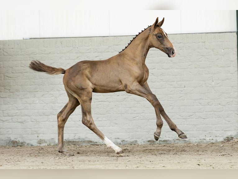 KWPN Stallone  in Heerde