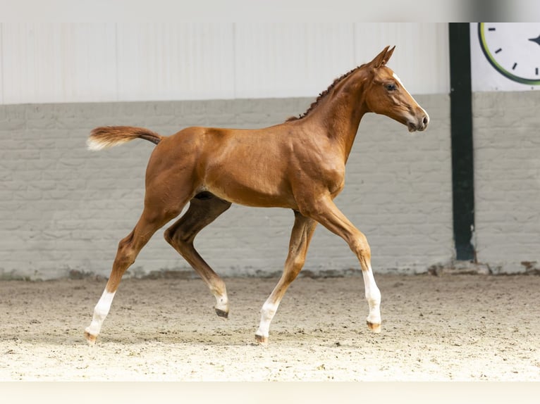 KWPN Stallone Puledri (06/2025) in Heerde