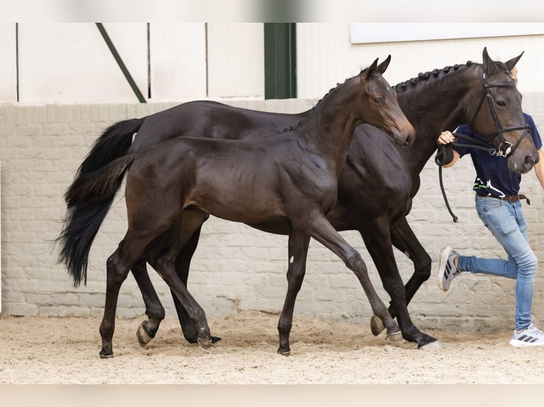 KWPN Stallone  in Heerde