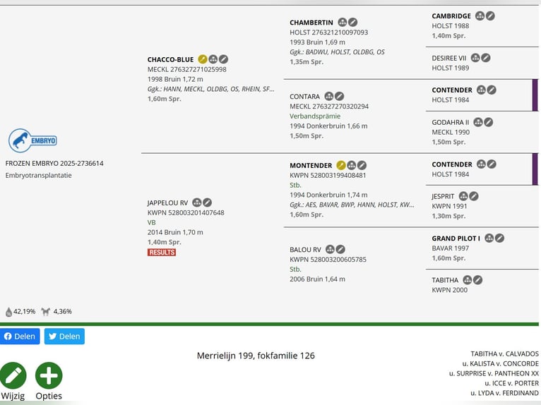KWPN Stallone Puledri (01/2026)  in Zalasewo
