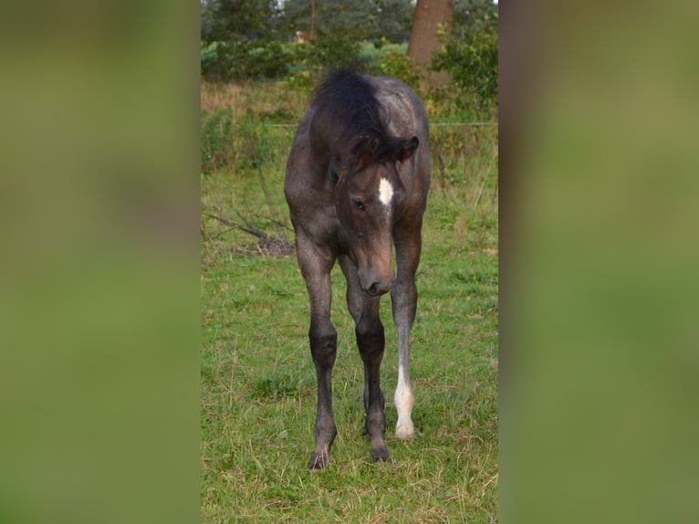 KWPN Stallone Puledri (05/2026) Grigio in Halle