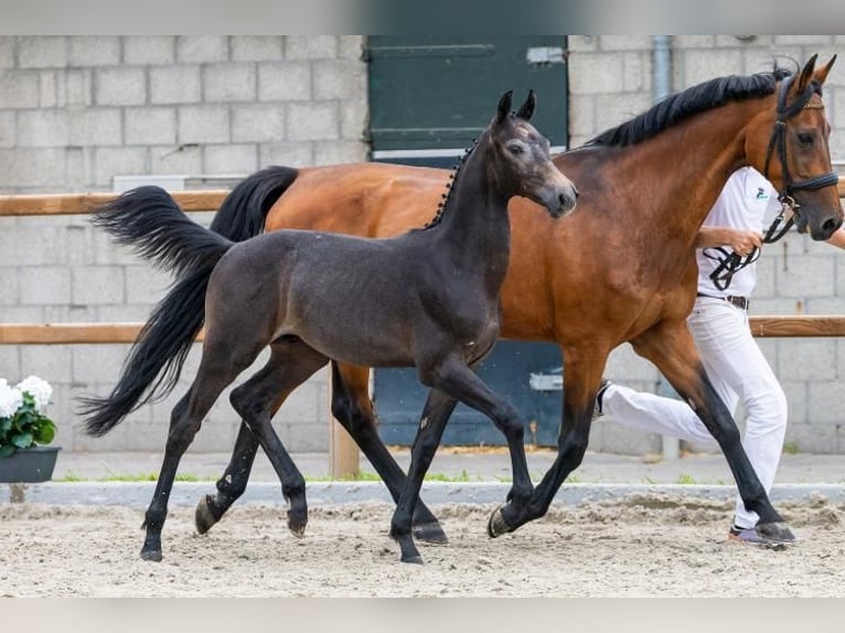 KWPN Stallone Puledri (02/2026) Grigio in Wouwse Plantage