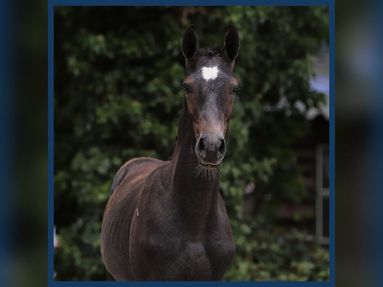 KWPN Stallone Puledri
 (04/2024) Grigio in Gieten