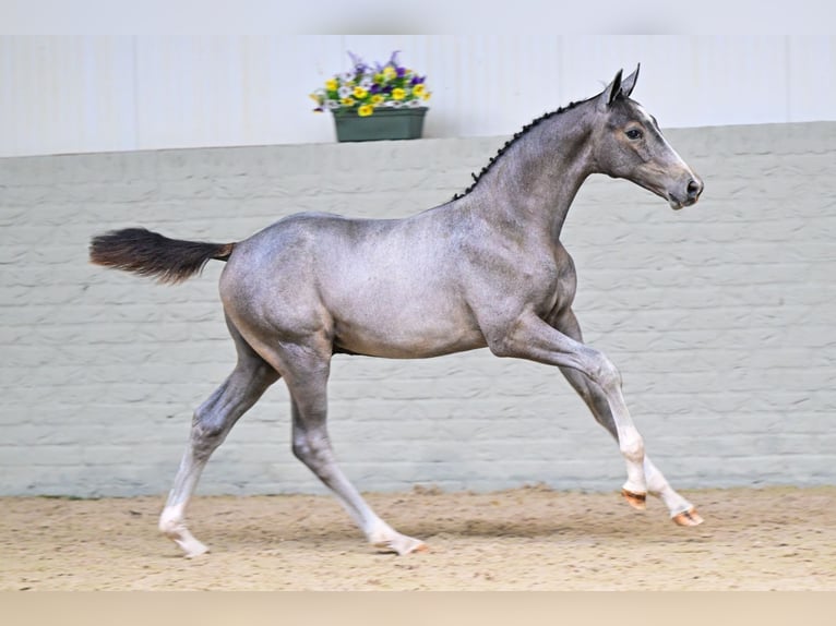 KWPN Stallone Puledri (05/2026) Grigio in Waddinxveen