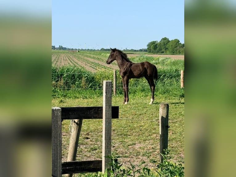 KWPN Stallone Puledri (04/2026) Morello in Hellevoetsluis