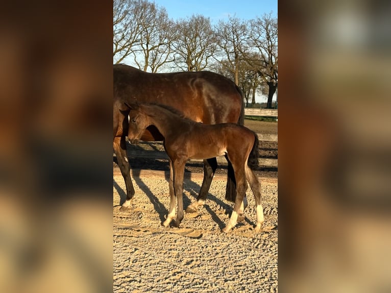 KWPN Stallone Puledri (01/2026) Morello in Kalmthout