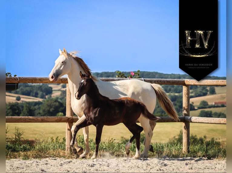 KWPN Stallone  Morello in Marly-sous-Issy