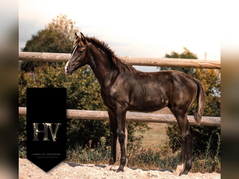 KWPN Stallone Puledri (01/2025) Morello in Marly-sous-Issy