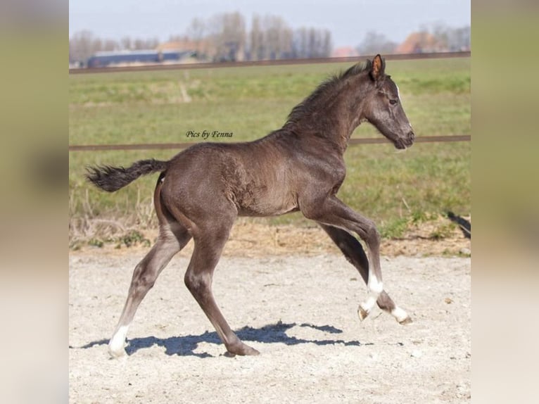 KWPN Stallone  Morello in Sneek