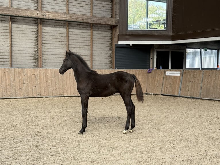 KWPN Stallone Puledri (05/2025) Morello in GROTE-BROGEL