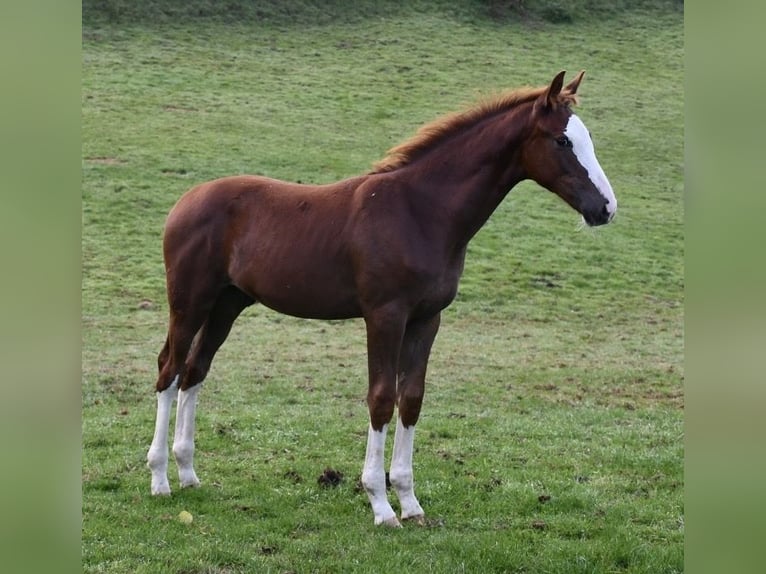 KWPN Stallone Puledri (05/2025) Sauro in Horion Hoz&#xE9;mont