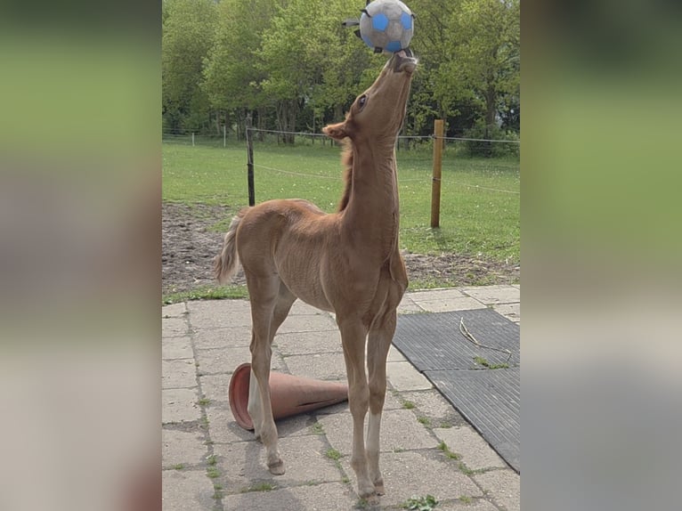 KWPN Stallone Puledri (04/2026) Sauro in Laar