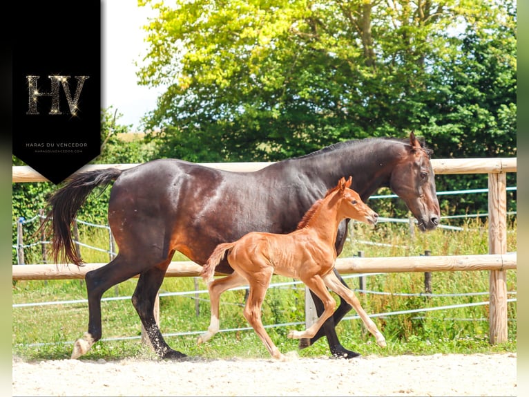 KWPN Stallone  Sauro in Marly-sous-Issy