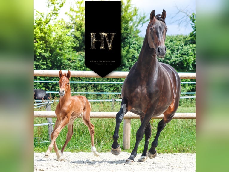 KWPN Stallone  Sauro in Marly-sous-Issy