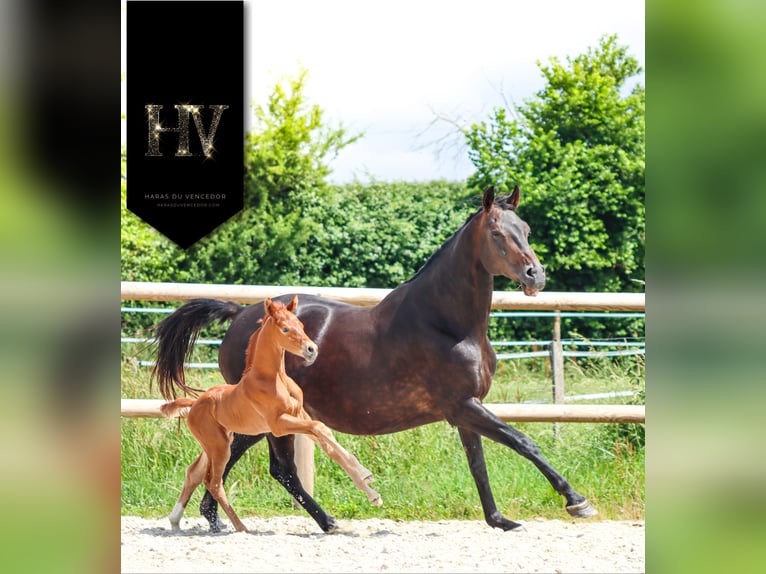 KWPN Stallone  Sauro in Marly-sous-Issy