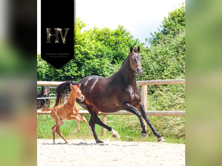KWPN Stallone  Sauro in Marly-sous-Issy