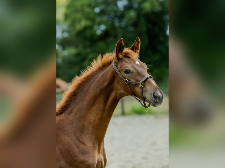 KWPN Stallone Puledri (05/2025) Sauro in Udenhout