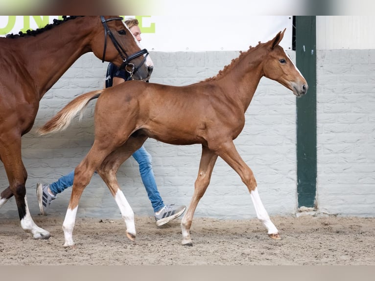 KWPN Stallone Puledri (06/2026) Sauro in Heerde
