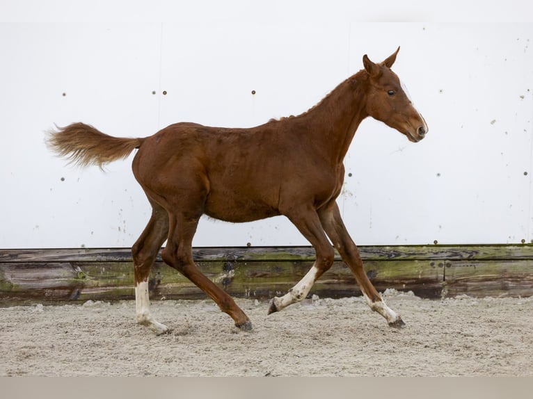 KWPN Stallone Puledri (06/2024) Sauro in Waddinxveen