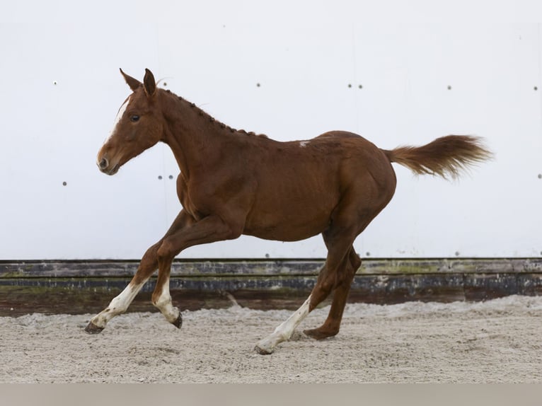 KWPN Stallone Puledri (06/2024) Sauro in Waddinxveen