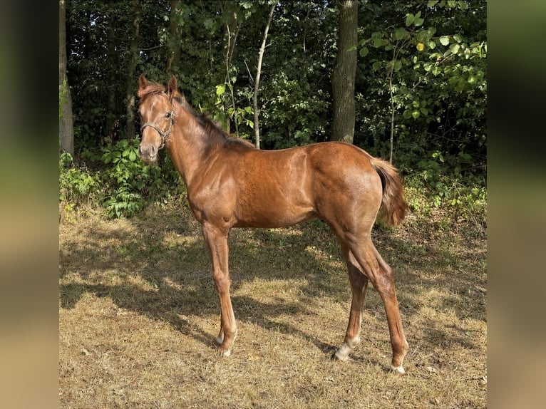 KWPN Stallone Puledri (04/2026) Sauro scuro in Winterswijk Brinkheurne