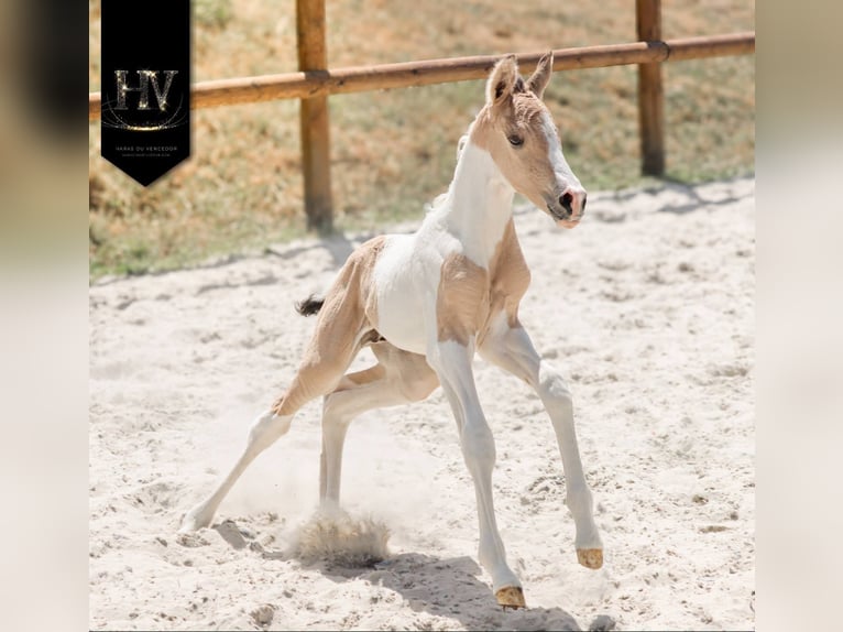 KWPN Stallone Puledri (03/2026) Tobiano-tutti i colori in Grury