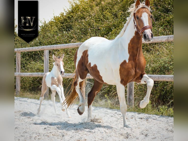 KWPN Stallone Puledri (03/2026) Tobiano-tutti i colori in Grury