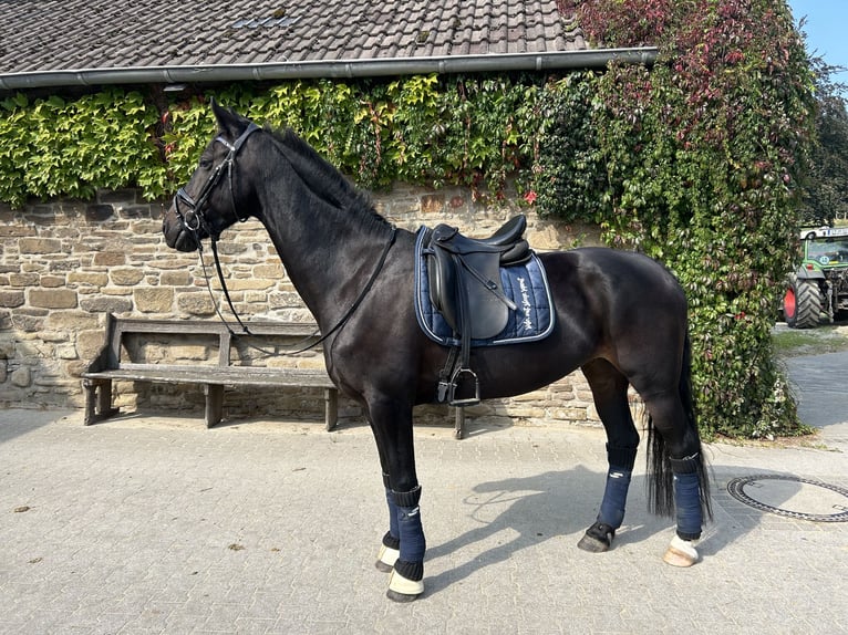 KWPN Blandning Sto 10 år 162 cm Rökfärgad svart in Essen