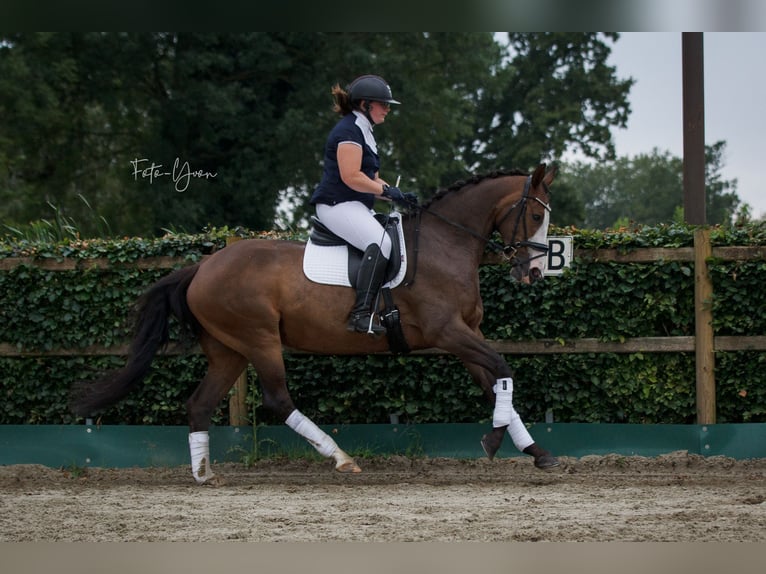 KWPN Sto 11 år 164 cm Mörkbrun in Sint-Oedenrode