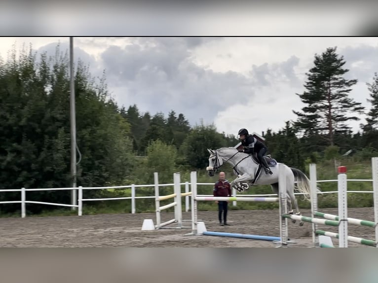 KWPN Sto 11 år 165 cm Grå-flugskimmel in rimbo