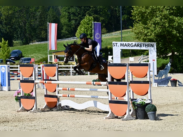 KWPN Sto 12 år 165 cm Brun in Graz Umgebung