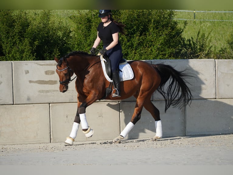 KWPN Sto 12 år 168 cm Brun in Nettersheim