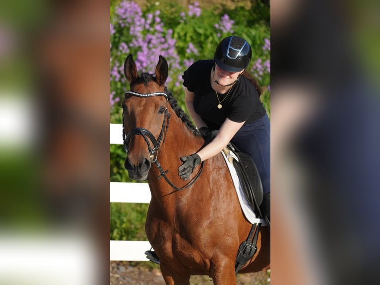 KWPN Sto 12 år 168 cm Brun in Nettersheim