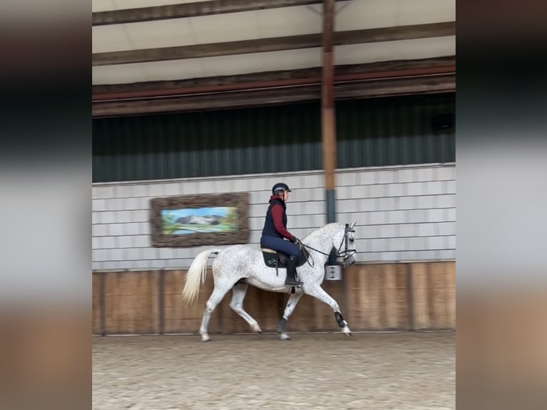 KWPN Sto 13 år 162 cm Grå-flugskimmel in Oud Gastel