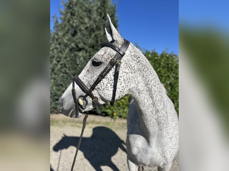 KWPN Sto 13 år 162 cm Grå-flugskimmel in Oud Gastel