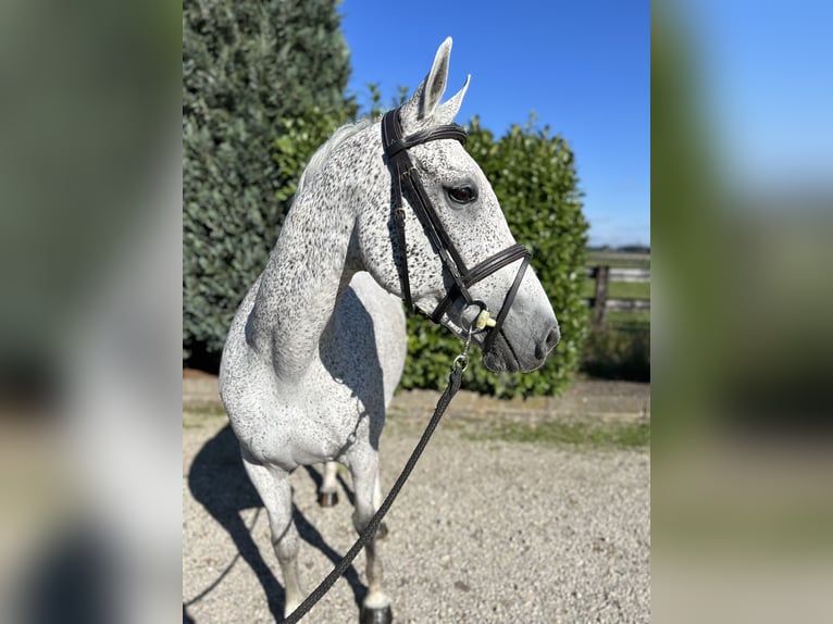 KWPN Sto 13 år 162 cm Grå-flugskimmel in Oud Gastel