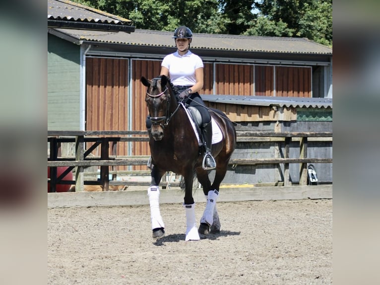 KWPN Sto 14 år 166 cm Mörkbrun in Heemskerk