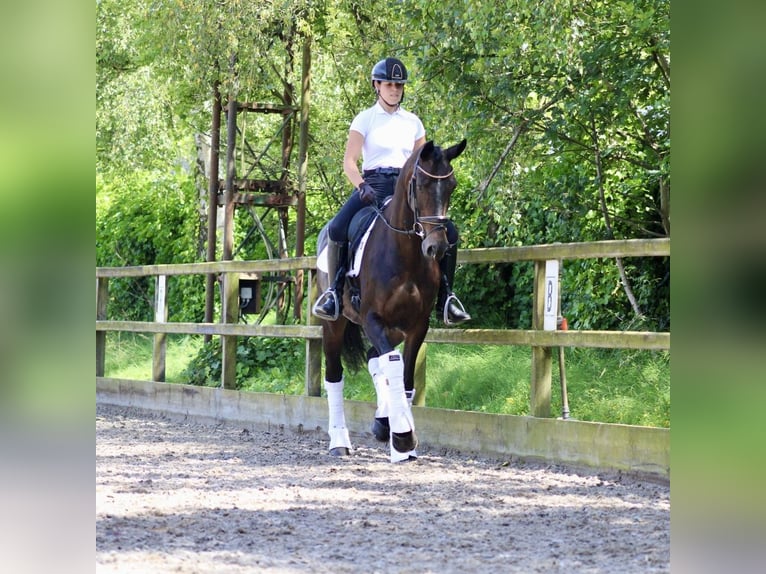 KWPN Sto 14 år 166 cm Mörkbrun in Heemskerk