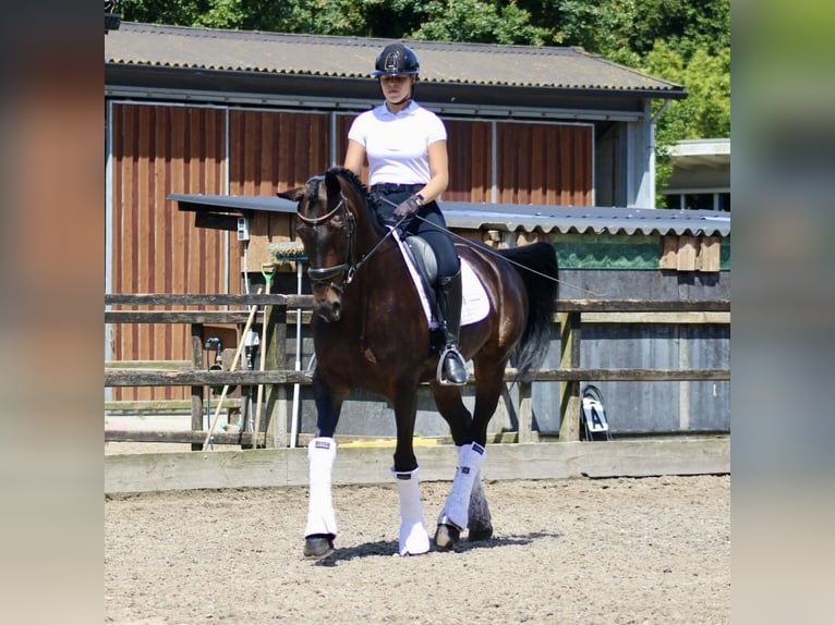 KWPN Sto 14 år 166 cm Mörkbrun in Heemskerk