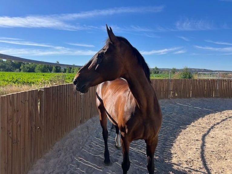 KWPN Sto 14 år 170 cm Brun in Poligono Industrial Aimayr