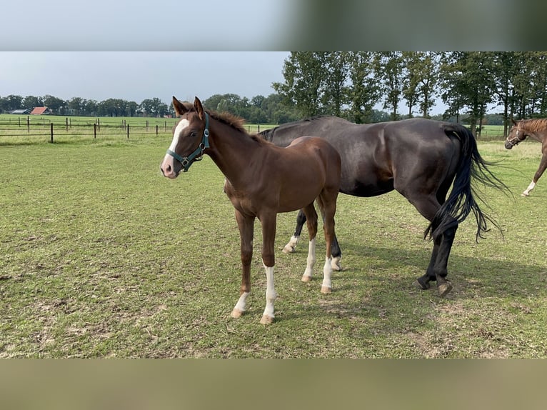 KWPN Sto 15 år 164 cm Svart in Albergen