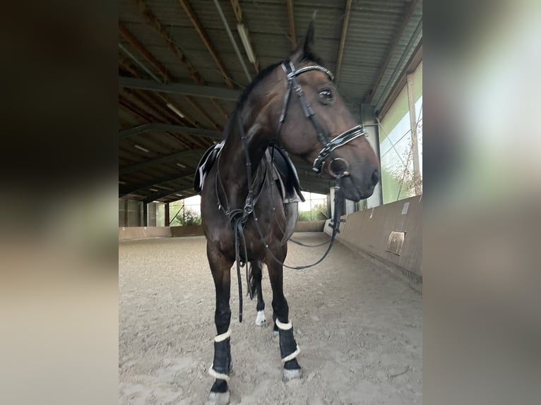 KWPN Sto 15 år 170 cm Brun in Bad Schönborn