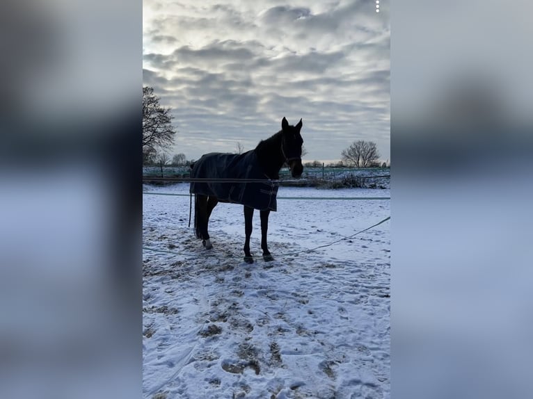 KWPN Sto 15 år 170 cm Brun in Bad Schönborn