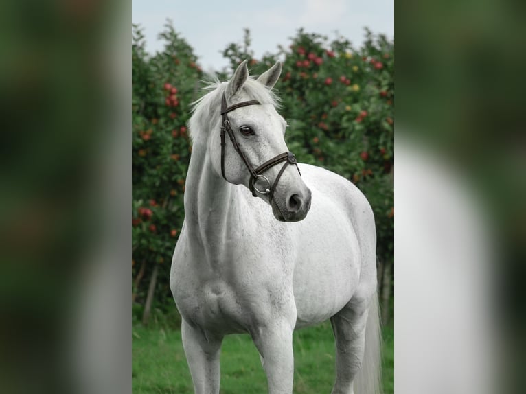 KWPN Sto 16 år 162 cm Grå in Waspik