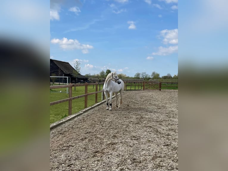 KWPN Sto 16 år 162 cm Grå in Waspik