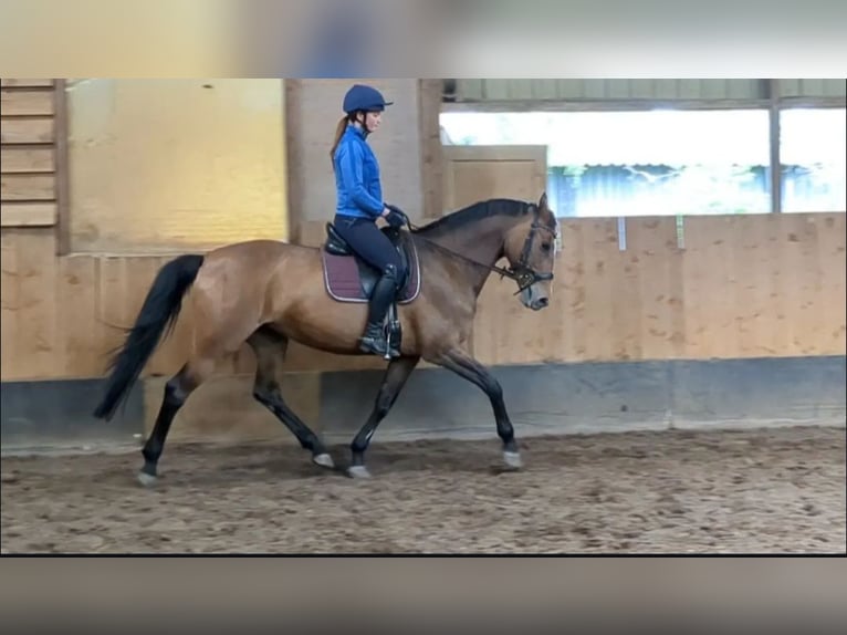 KWPN Sto 17 år 164 cm in Wijk en Aalburg