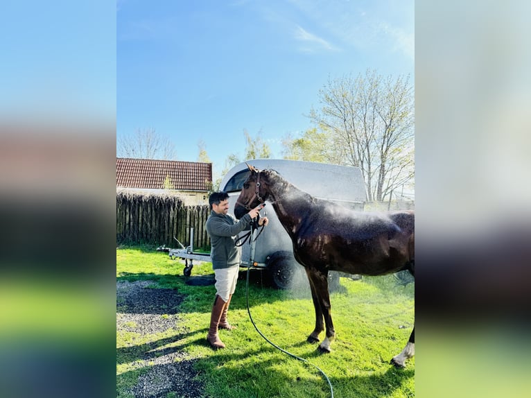 KWPN Sto 17 år 165 cm Brun in Yngsjö