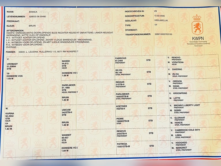 KWPN Sto 18 år 162 cm Brun in Aken