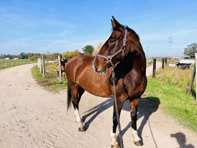 KWPN Sto 18 år 162 cm Brun in Aken