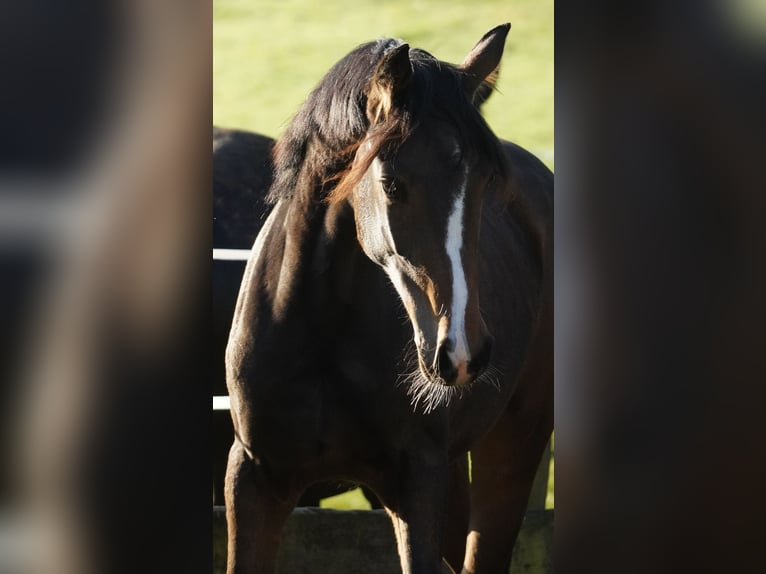 KWPN Sto 1 år 170 cm Brun in Nettersheim